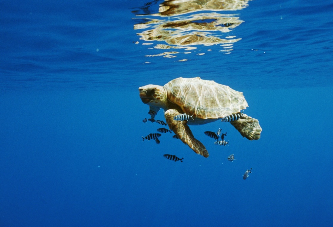 'Turtle with fish swimming in sea' - Azoren