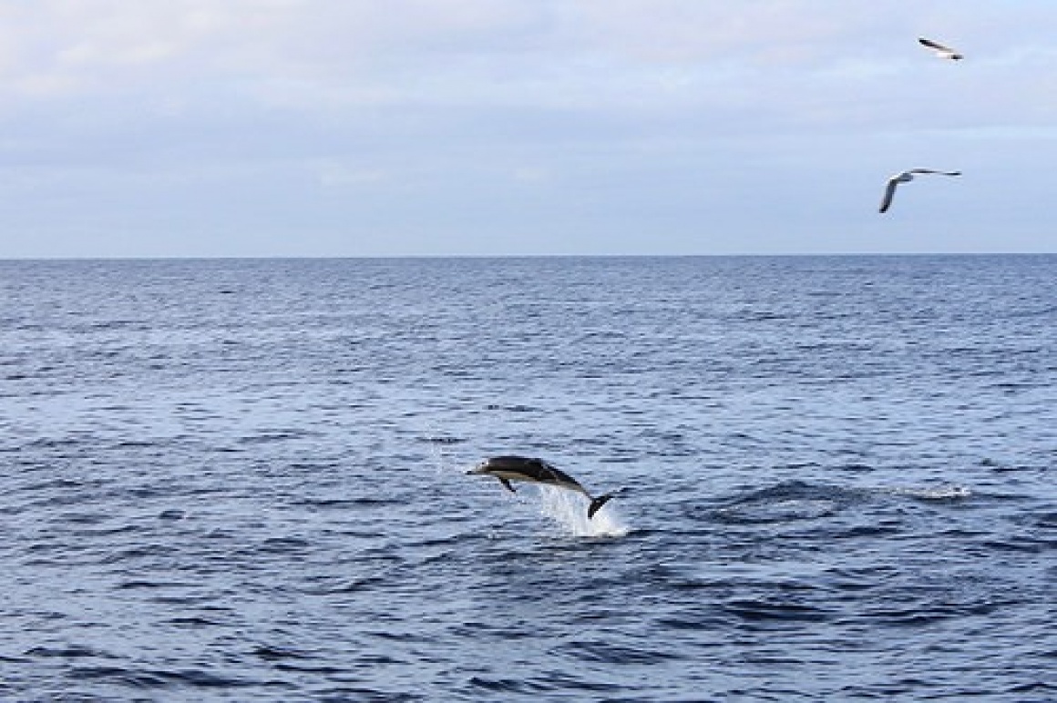 Dolphins, Sāo Miguel, Azores, Portugal