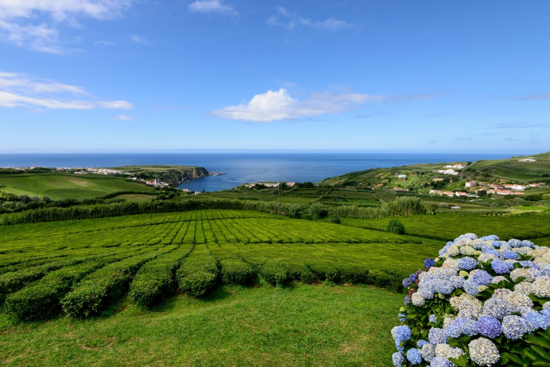 'Tea plantation in Porto Formoso on the north coast of the island of sao miguel. The Azores are one of the main tourist destinations for holidays in Portugal.' - Azoren
